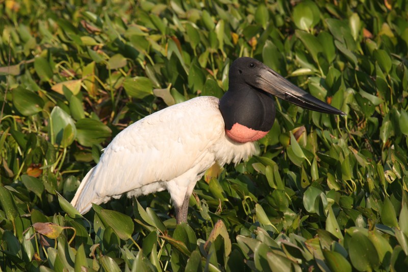 jabiru (Jabiru mycteria); DISPLAY FULL IMAGE.