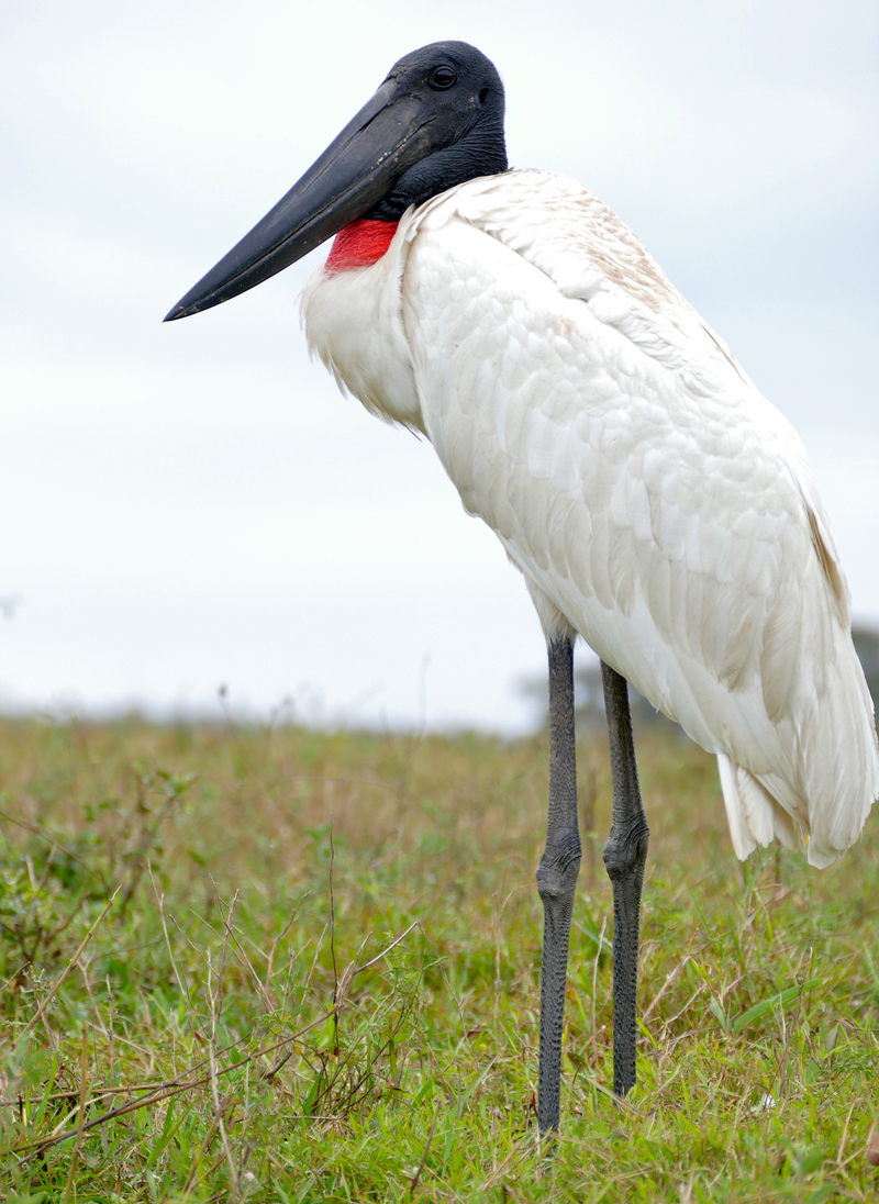 jabiru (Jabiru mycteria); DISPLAY FULL IMAGE.