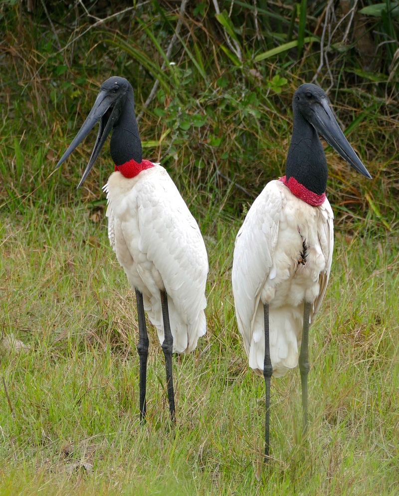 jabiru (Jabiru mycteria); DISPLAY FULL IMAGE.