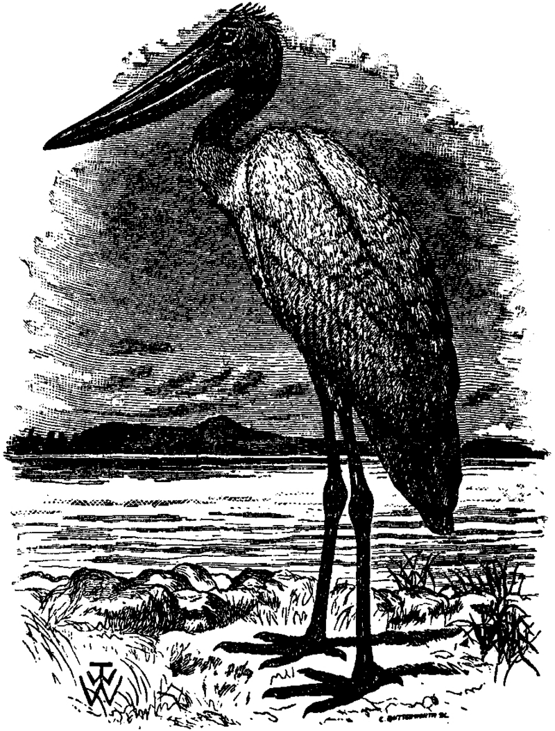 jabiru (Jabiru mycteria); DISPLAY FULL IMAGE.