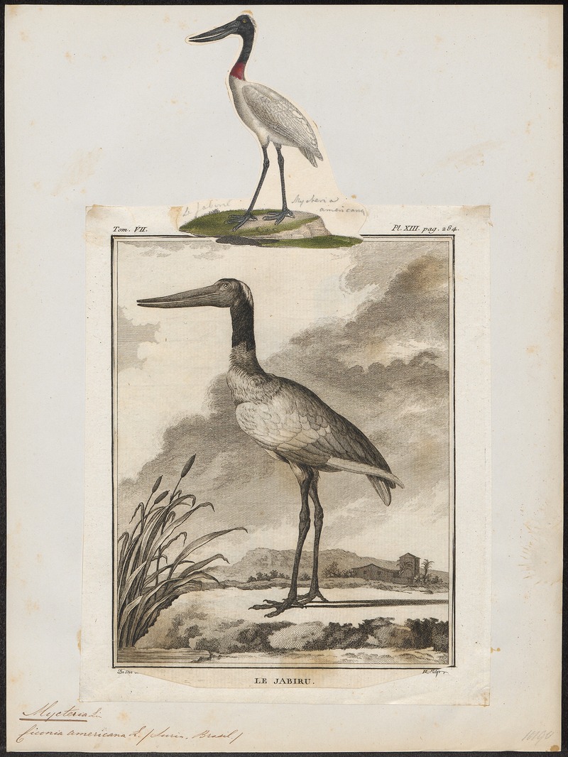 jabiru (Jabiru mycteria); DISPLAY FULL IMAGE.