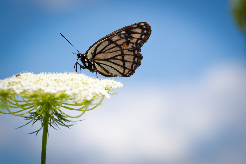 viceroy butterfly (Limenitis archippus); DISPLAY FULL IMAGE.