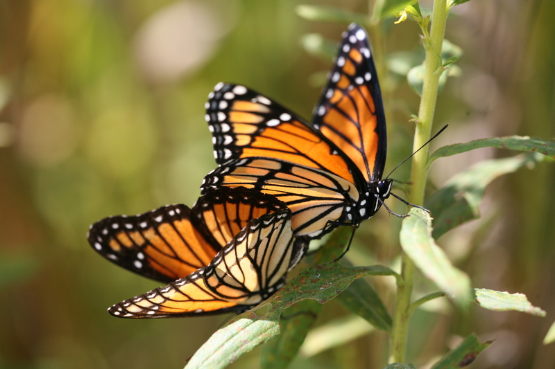 viceroy butterfly (Limenitis archippus); DISPLAY FULL IMAGE.