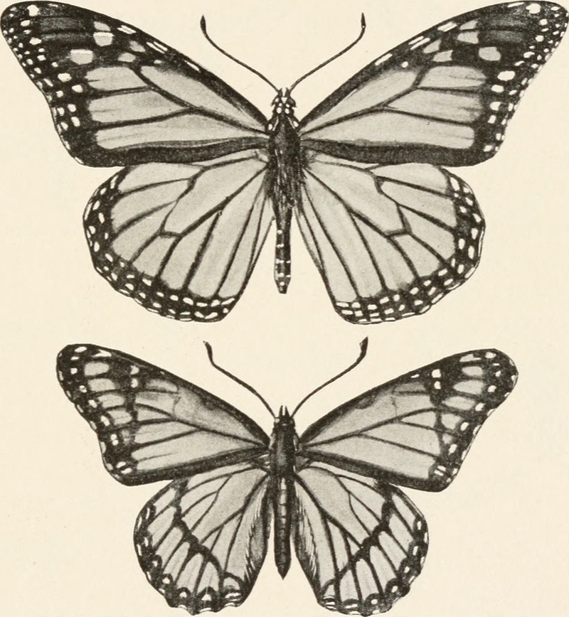 monarch butterfly (Danaus plexippus), viceroy butterfly (Limenitis archippus); DISPLAY FULL IMAGE.