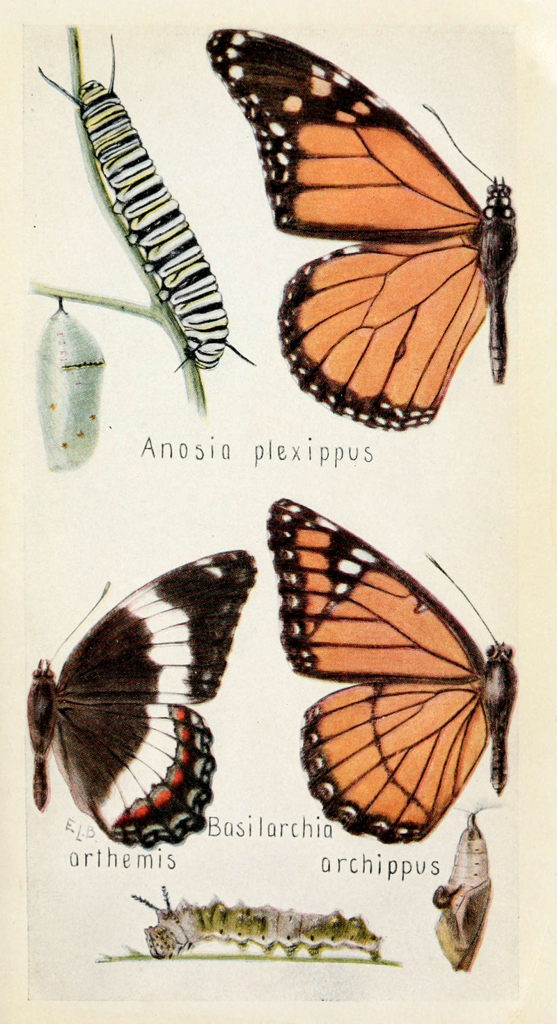 monarch butterfly (Danaus plexippus), viceroy butterfly (Limenitis archippus); DISPLAY FULL IMAGE.