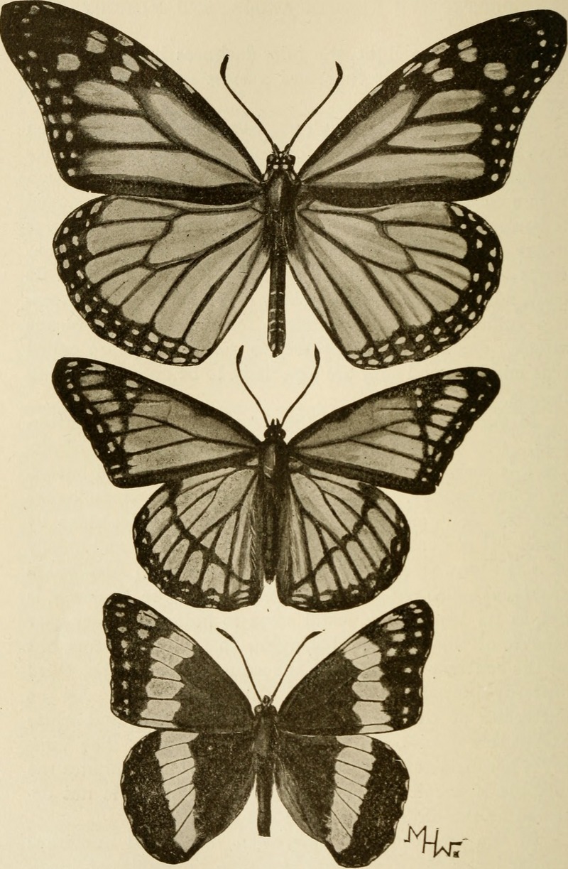 monarch butterfly (Danaus plexippus), viceroy butterfly (Limenitis archippus); DISPLAY FULL IMAGE.