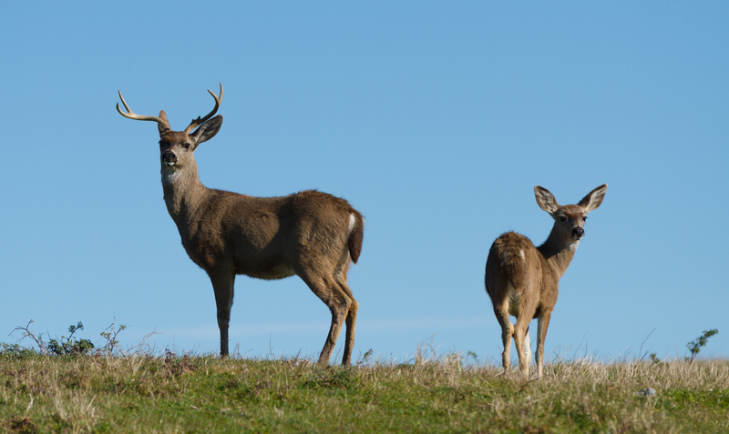 Columbian black-tailed deer (Odocoileus hemionus columbianus); DISPLAY FULL IMAGE.