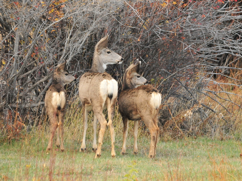 mule deer (Odocoileus hemionus); DISPLAY FULL IMAGE.