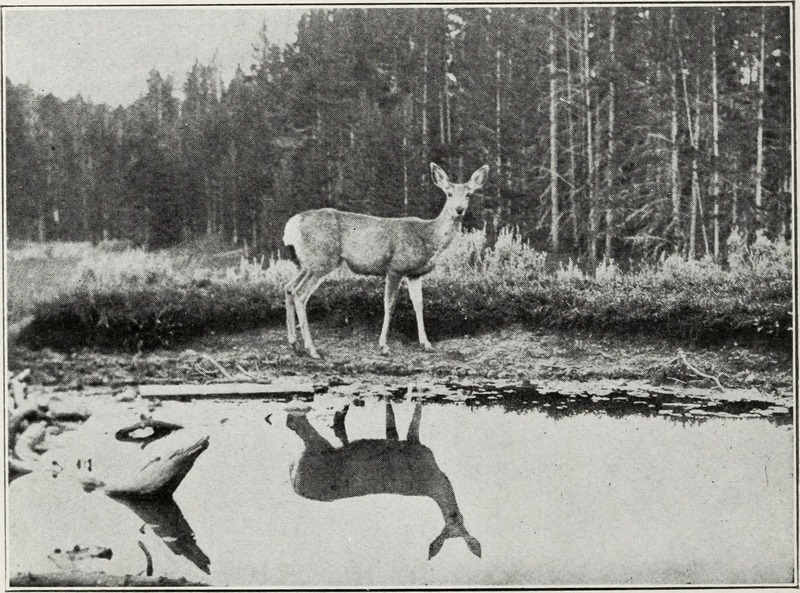 mule deer (Odocoileus hemionus); DISPLAY FULL IMAGE.