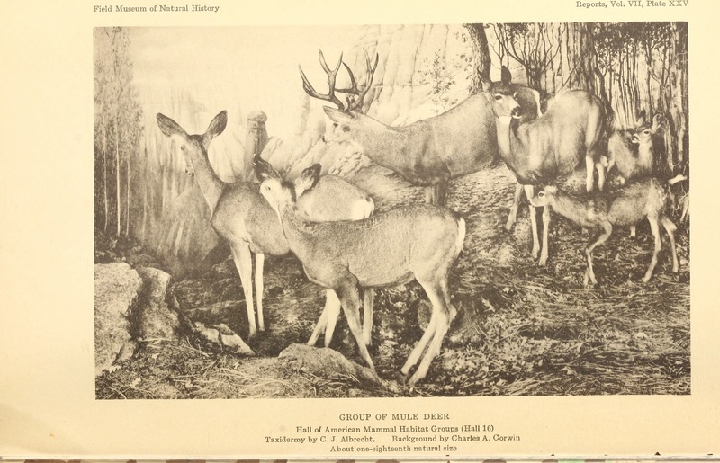mule deer (Odocoileus hemionus); DISPLAY FULL IMAGE.