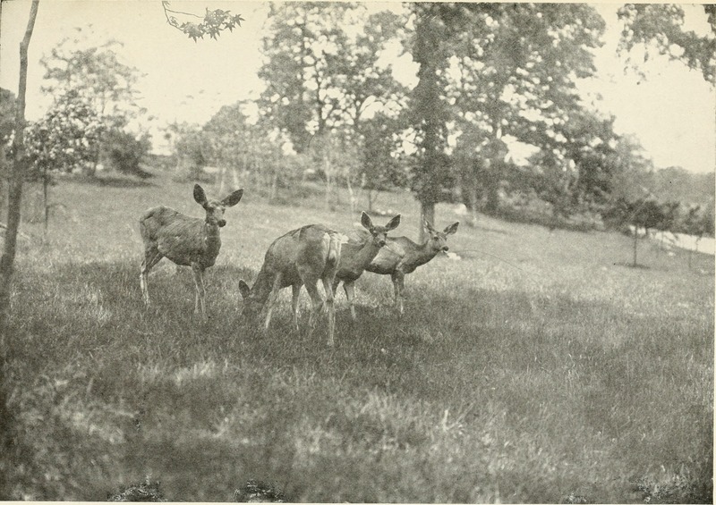 mule deer (Odocoileus hemionus); DISPLAY FULL IMAGE.