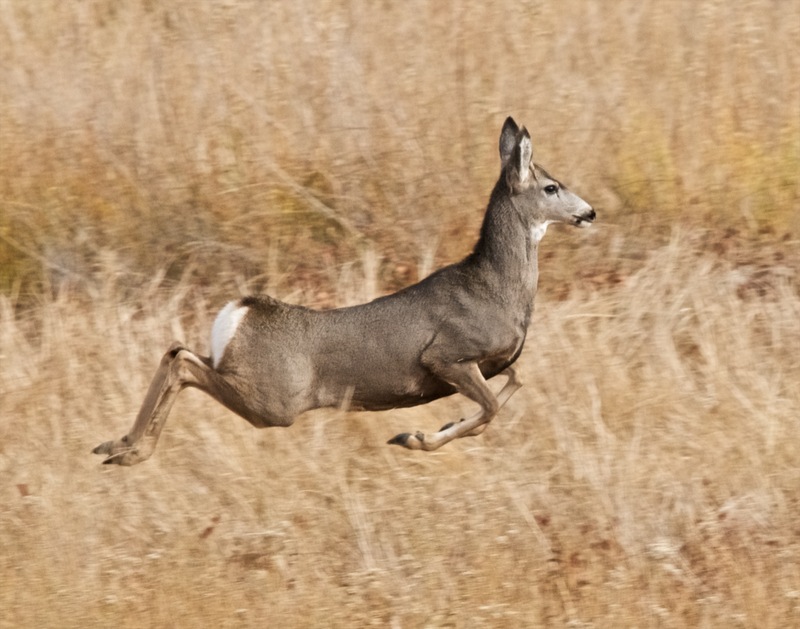 mule deer (Odocoileus hemionus); DISPLAY FULL IMAGE.