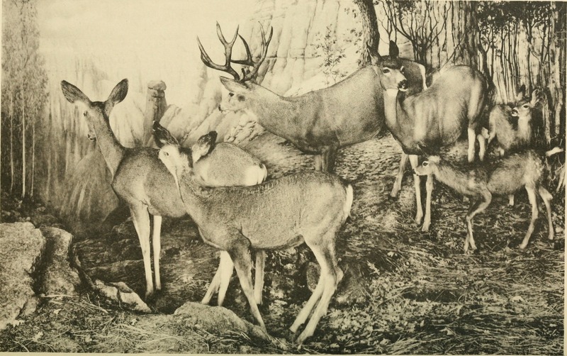 mule deer (Odocoileus hemionus); DISPLAY FULL IMAGE.