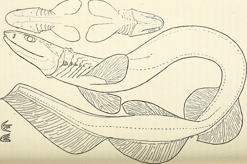 frilled shark (Chlamydoselachus anguineus); DISPLAY FULL IMAGE.