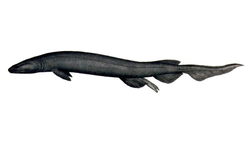 frilled shark (Chlamydoselachus anguineus); DISPLAY FULL IMAGE.