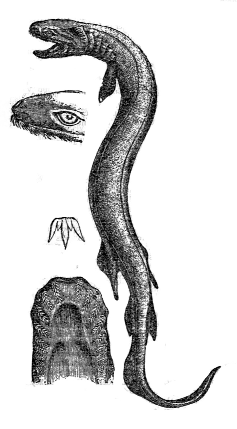 frilled shark (Chlamydoselachus anguineus); DISPLAY FULL IMAGE.