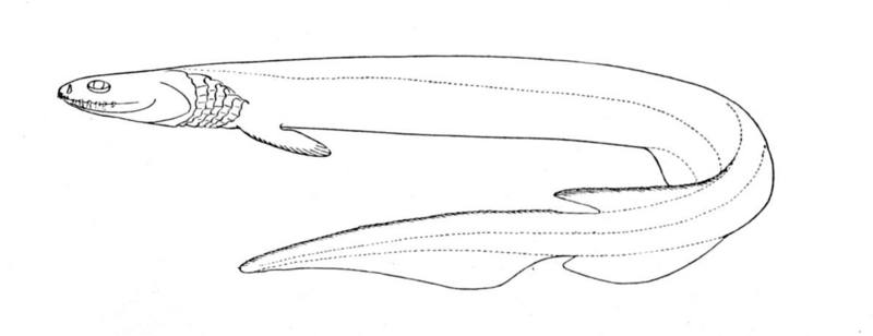 frilled shark (Chlamydoselachus anguineus); DISPLAY FULL IMAGE.