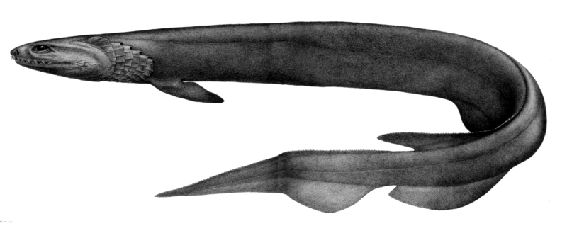 frilled shark (Chlamydoselachus anguineus); DISPLAY FULL IMAGE.