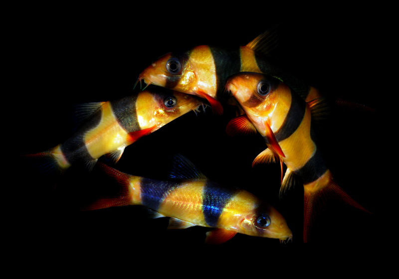 clown loach (Chromobotia macracanthus); DISPLAY FULL IMAGE.