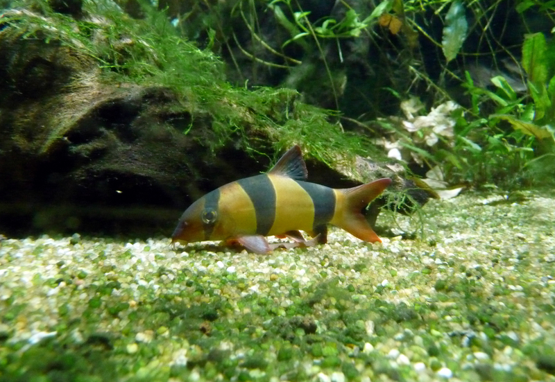 clown loach (Chromobotia macracanthus); DISPLAY FULL IMAGE.