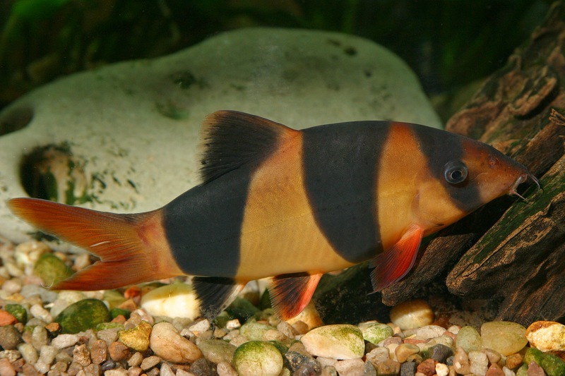 clown loach (Chromobotia macracanthus); DISPLAY FULL IMAGE.