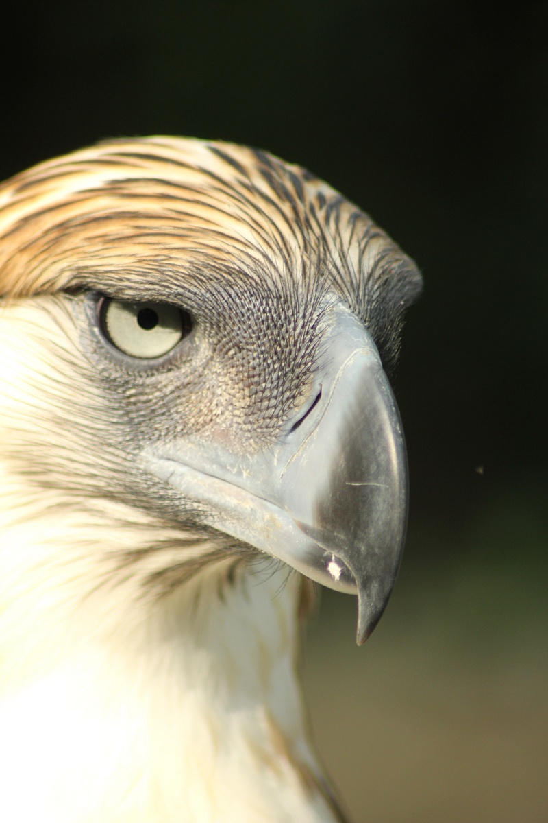 great Philippine eagle (Pithecophaga jefferyi); DISPLAY FULL IMAGE.