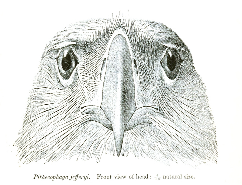 great Philippine eagle (Pithecophaga jefferyi); DISPLAY FULL IMAGE.