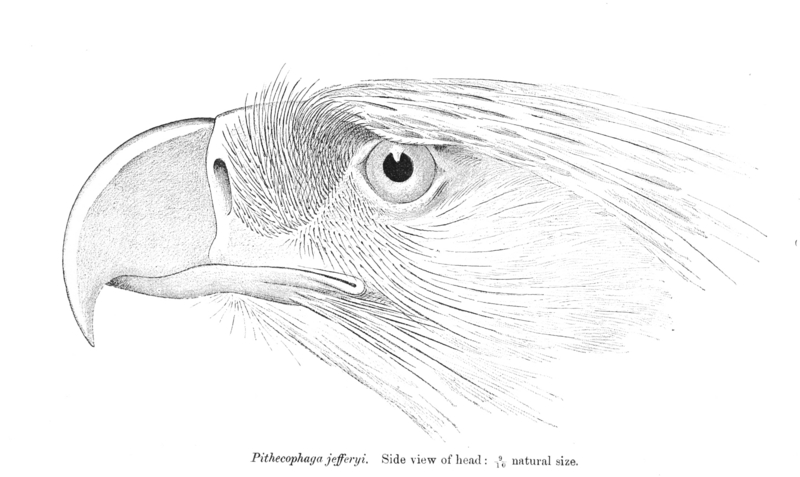 great Philippine eagle (Pithecophaga jefferyi); DISPLAY FULL IMAGE.