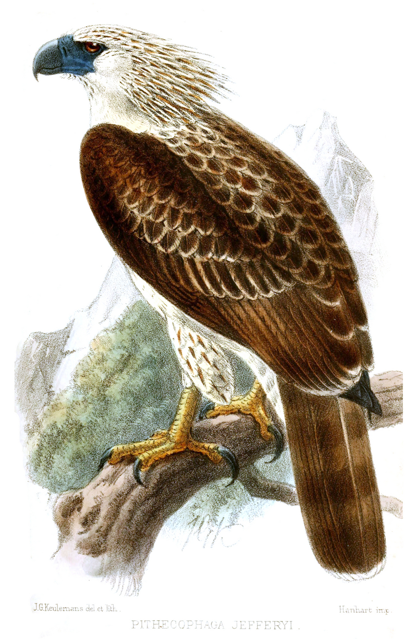 great Philippine eagle (Pithecophaga jefferyi); DISPLAY FULL IMAGE.