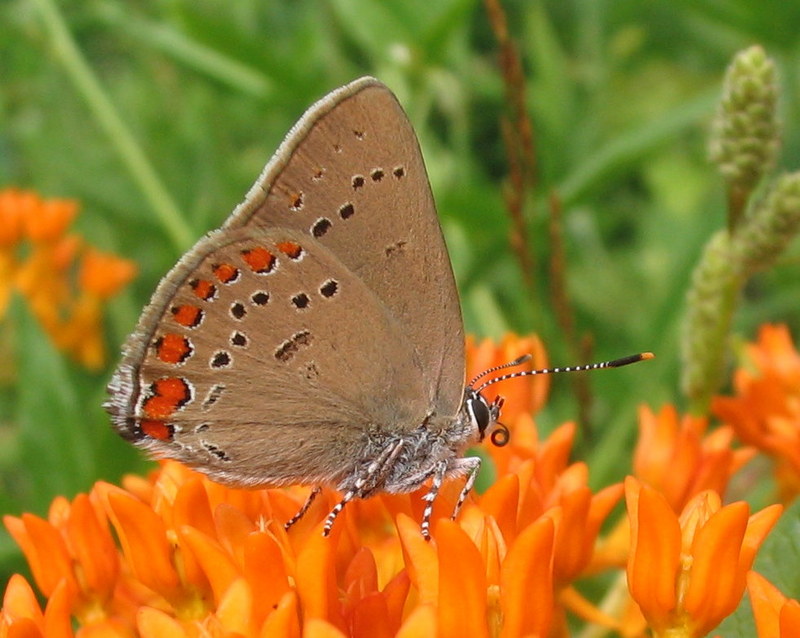 coral hairstreak (Satyrium titus); DISPLAY FULL IMAGE.