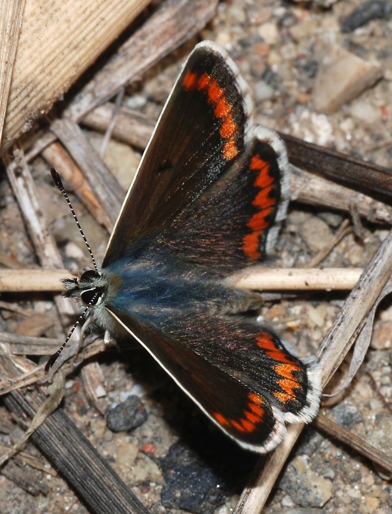 coral hairstreak (Satyrium titus); DISPLAY FULL IMAGE.