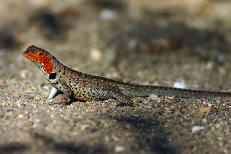 Galápagos lava lizard (Microlophus albemarlensis); DISPLAY FULL IMAGE.