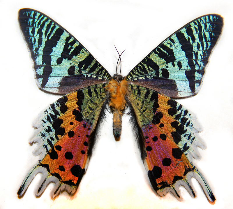 Madagascan sunset moth (Chrysiridia rhipheus); DISPLAY FULL IMAGE.