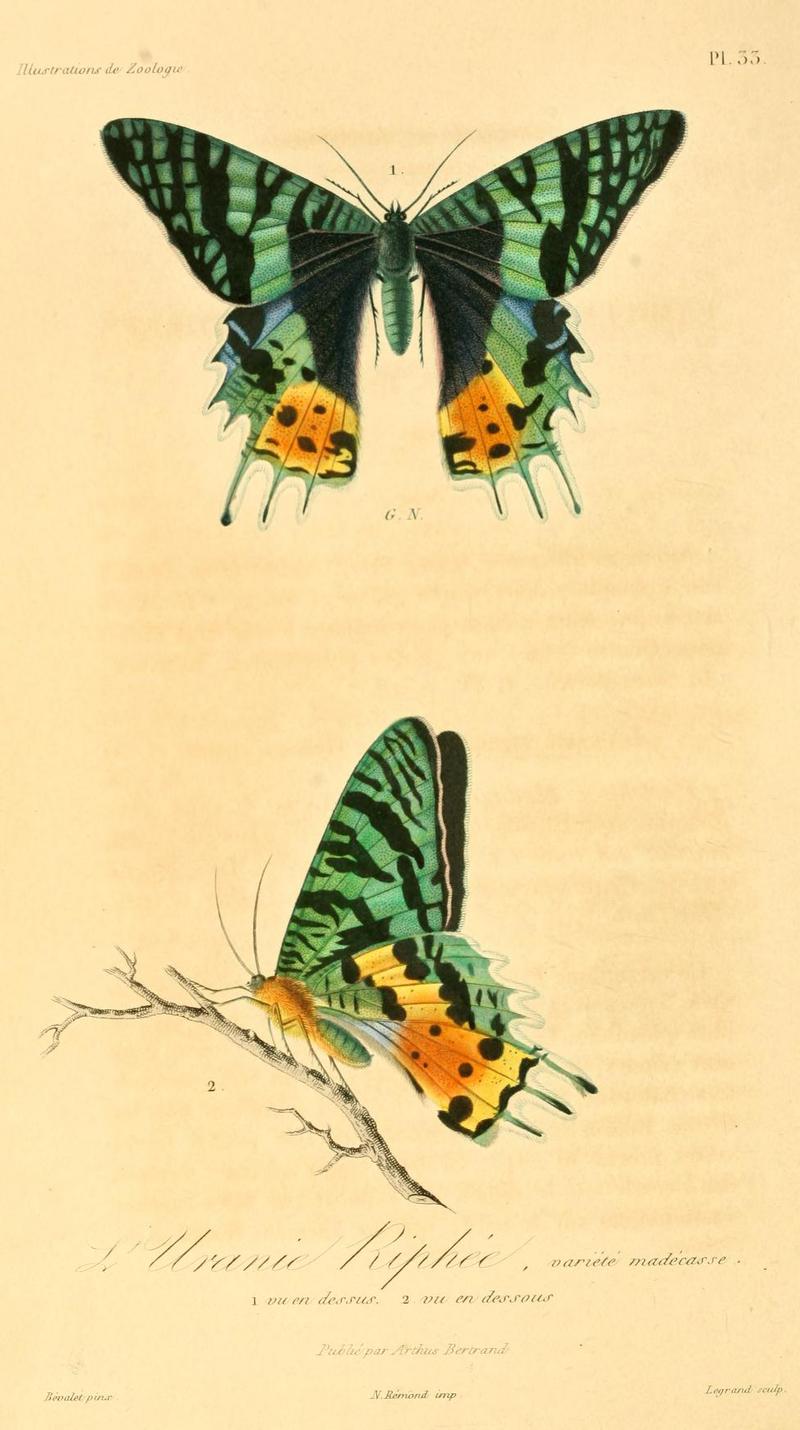 Madagascan sunset moth (Chrysiridia rhipheus); DISPLAY FULL IMAGE.