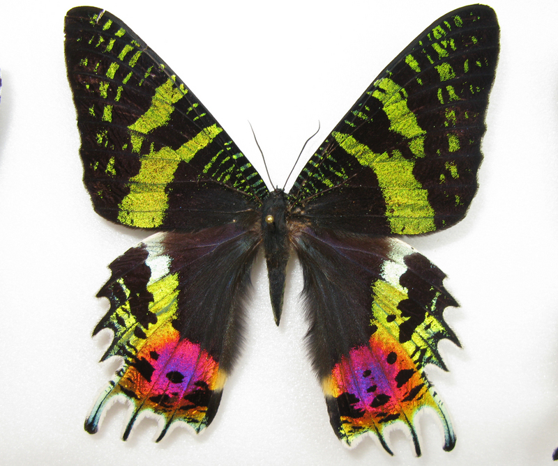 Madagascan sunset moth (Chrysiridia rhipheus); DISPLAY FULL IMAGE.