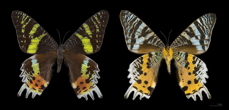 Madagascan sunset moth (Chrysiridia rhipheus); DISPLAY FULL IMAGE.