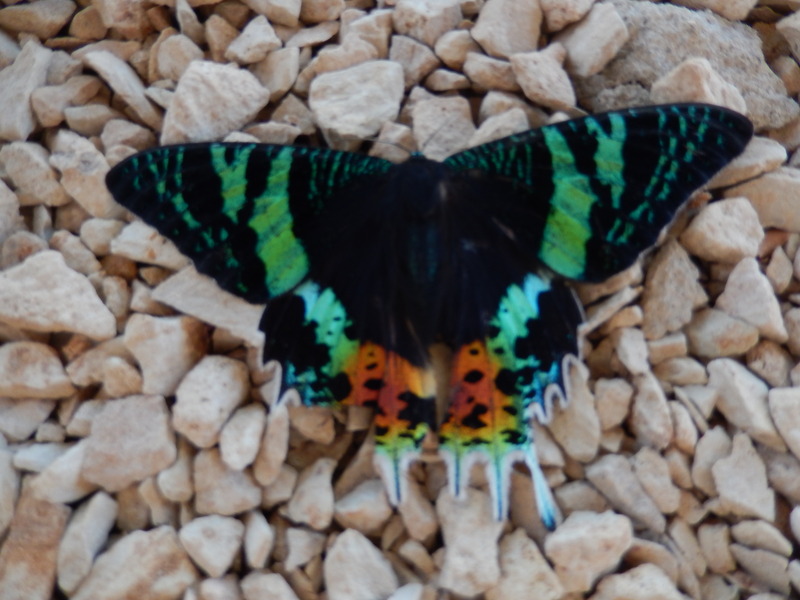 Madagascan sunset moth (Chrysiridia rhipheus); DISPLAY FULL IMAGE.