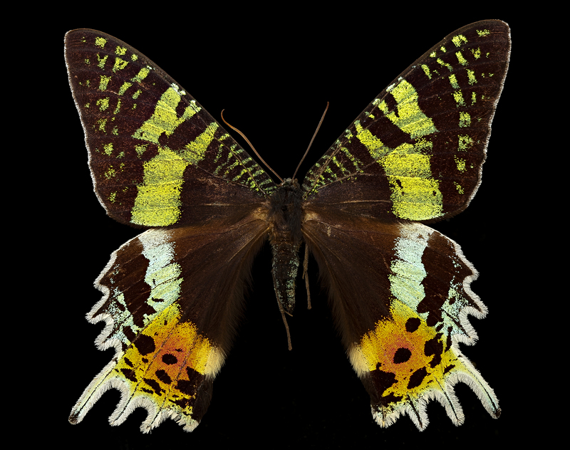 Madagascan sunset moth (Chrysiridia rhipheus); DISPLAY FULL IMAGE.