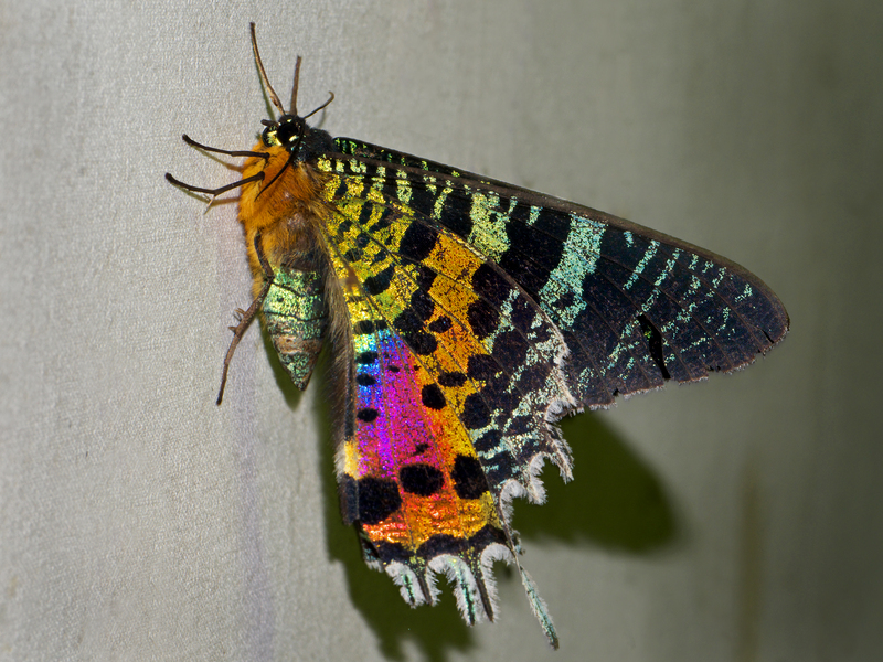 Madagascan sunset moth (Chrysiridia rhipheus); DISPLAY FULL IMAGE.