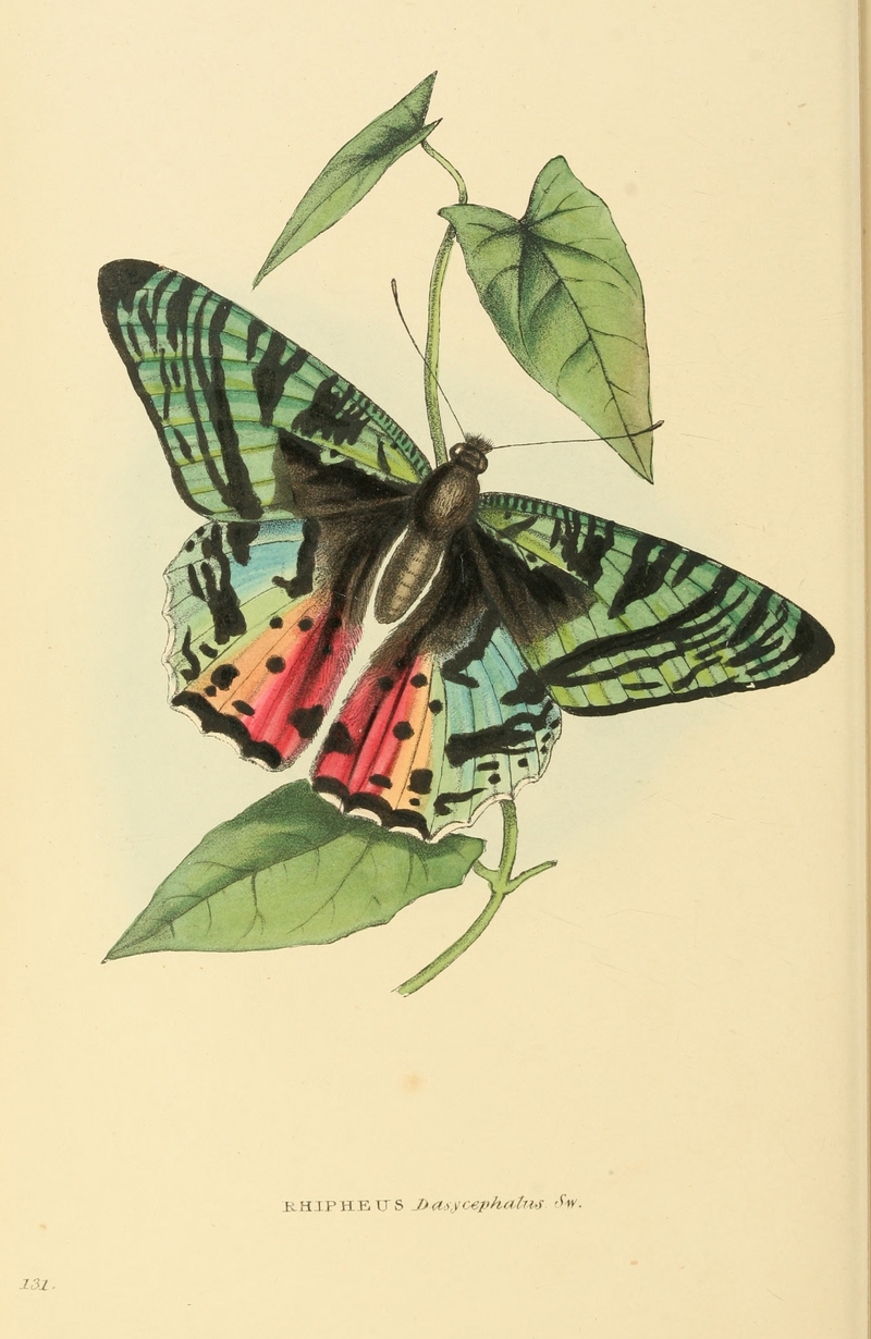 Madagascan sunset moth (Chrysiridia rhipheus); DISPLAY FULL IMAGE.