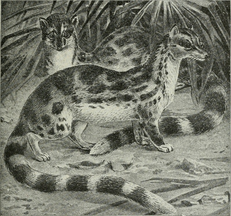 banded linsang (Prionodon linsang); DISPLAY FULL IMAGE.