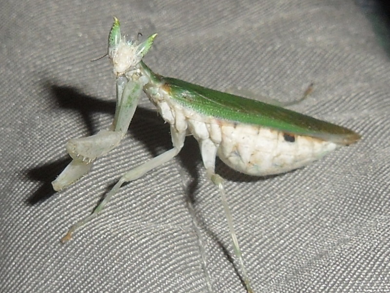 Gambian spotted-eye flower mantis (Pseudoharpax virescens); DISPLAY FULL IMAGE.