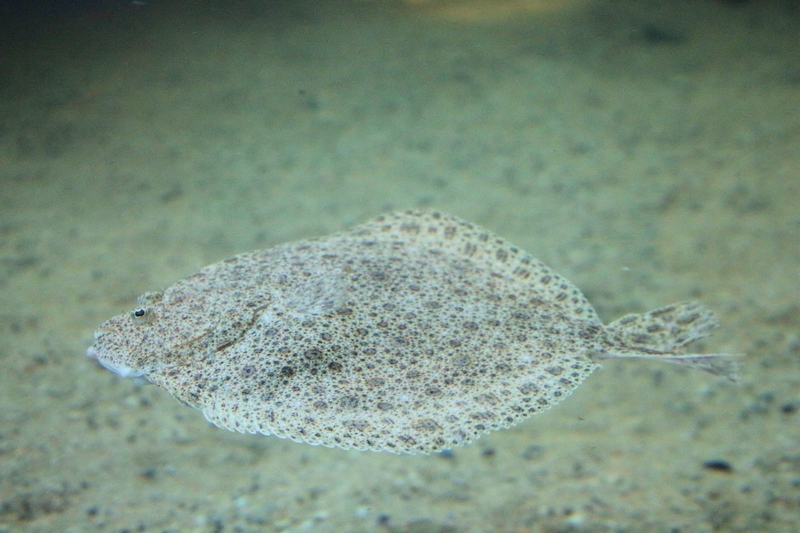 turbot (Scophthalmus maximus); DISPLAY FULL IMAGE.