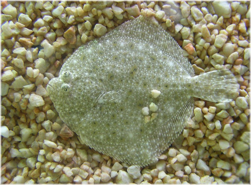 turbot (Scophthalmus maximus); DISPLAY FULL IMAGE.