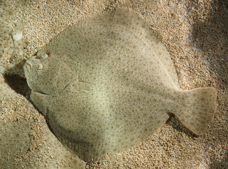 turbot (Scophthalmus maximus); DISPLAY FULL IMAGE.