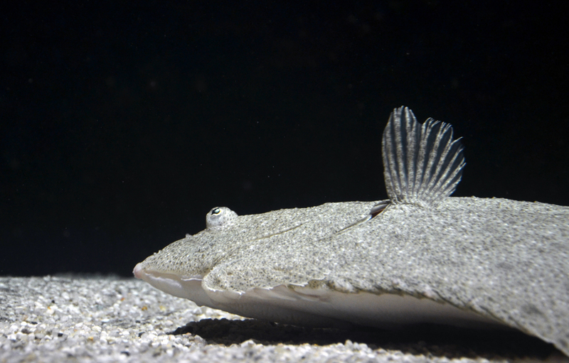 turbot (Scophthalmus maximus); DISPLAY FULL IMAGE.