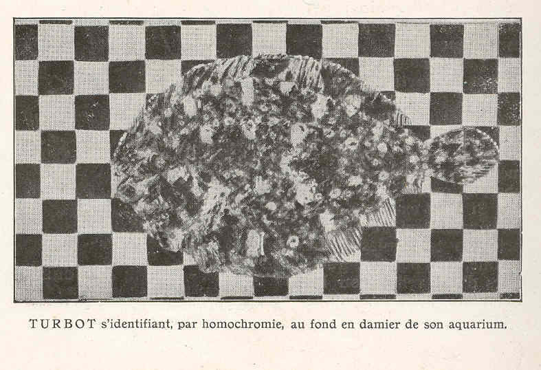 turbot (Scophthalmus maximus); DISPLAY FULL IMAGE.