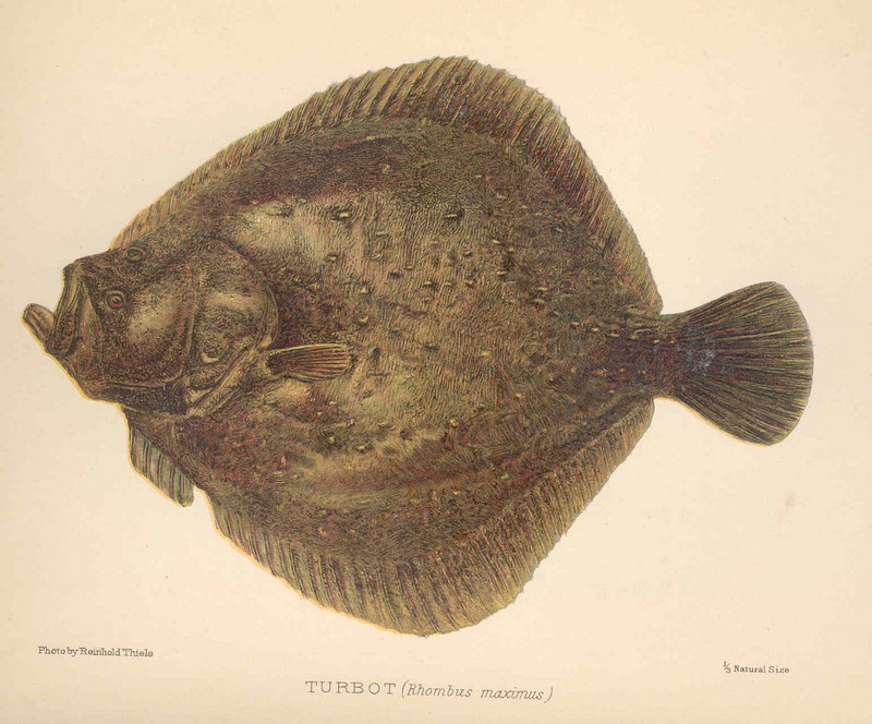 turbot (Scophthalmus maximus); DISPLAY FULL IMAGE.