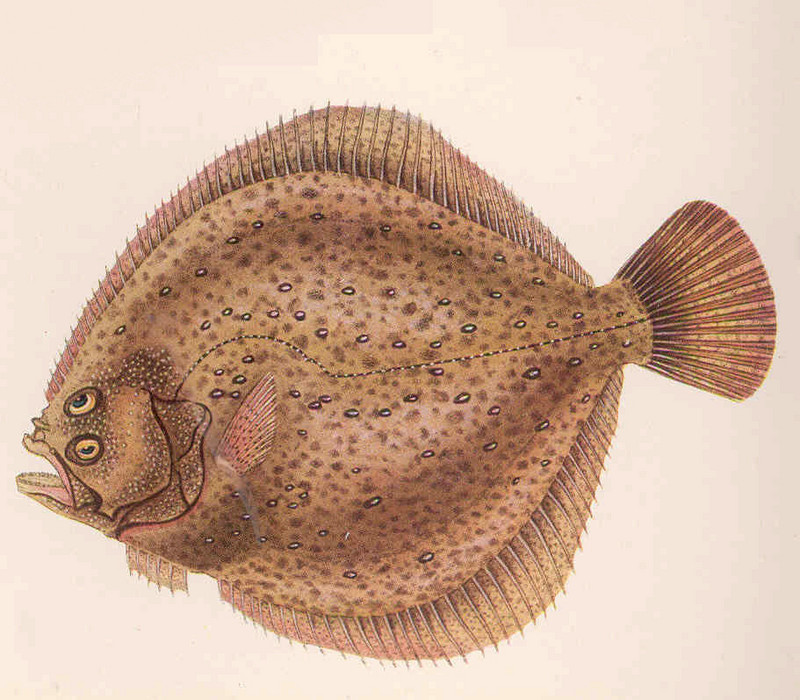 turbot (Scophthalmus maximus); DISPLAY FULL IMAGE.
