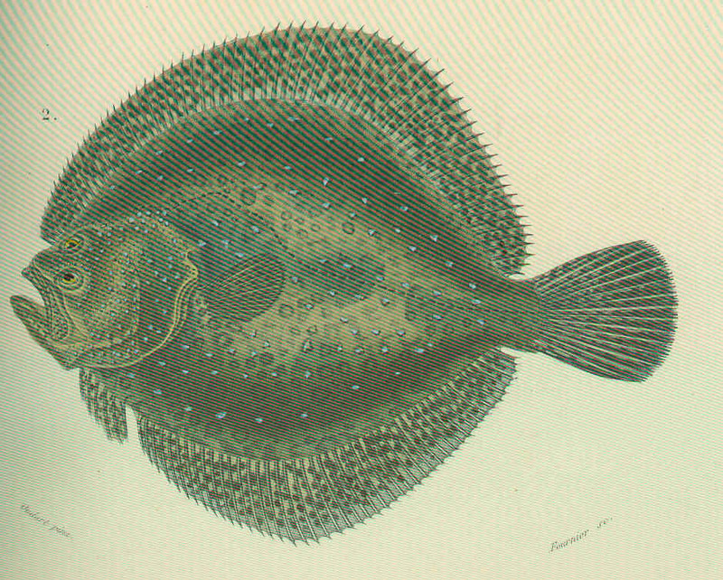 turbot (Scophthalmus maximus); DISPLAY FULL IMAGE.